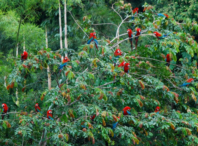 Com mais de 1,7 milhão de hectares, o parque abriga mais de trinta comunidades rurais e três grupos de tribos indígenas. Cercado por montanhas, ele possui uma das maiores biodiversidades do planeta e foi tombado como Patrimônio Mundial da Unesco em 1987. Aqui, ficam abrigadas mais de 800 espécies de aves, 200 espécies de mamíferos e 100 espécies de morcegos. Sua localização fica em uma altitude de 4200 metros acima do nível do mar