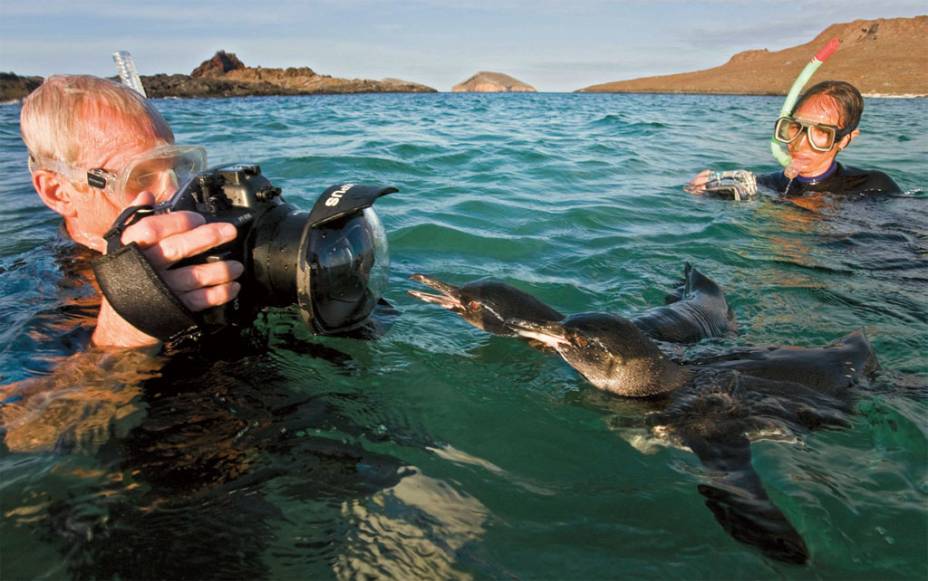 O pinguim de Galápagos
