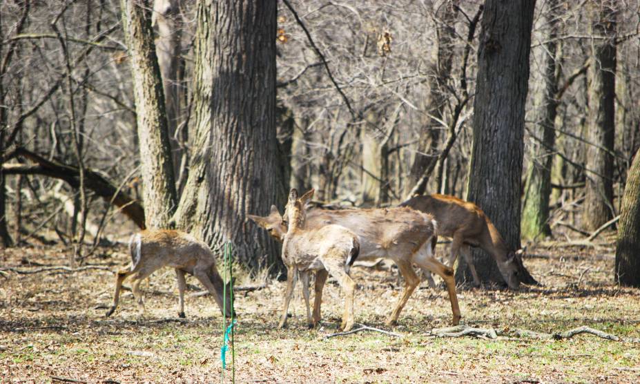 <strong>23. Robinson Woods, <a href="https://viajeaqui.abril.com.br/paises/estados-unidos" rel="Estados Unidos" target="_self">Estados Unidos</a></strong>            O nome da floresta é uma homenagem a Alexander Robinson, chefe das nações Pottawatomies, Ottawa, e Chippewa, e cujo nome de batismo era Chee-chee-pin-quay. Moradores contam que seu corpo, juntamente com o de seus familiares, está enterrado no solo da floresta. Há uma lenda que diz que, durante a noite, pontos de luz aparecem por entre as árvores – eles seriam um sinal da presença desses espíritos. Durante o dia, há relatos de cervos que cercam os visitantes sem razão aparente.