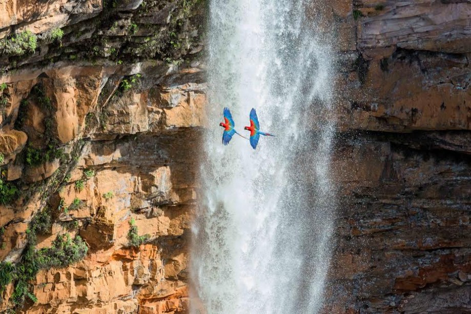 Casal de araras-vermelhas passando pela cachoeira Véu de noiva, na Chapada dos Guimarães, Mato Grosso