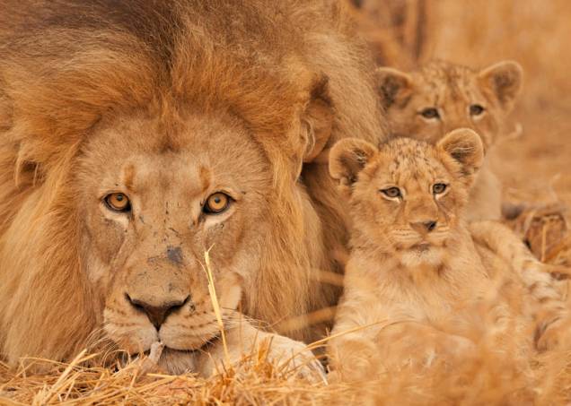 Leões e outros animais selvagens podem ser fotografados nos safáris em Botsuana, na África Leões e outros animais selvagens podem ser fotografados nos safáris em Botsuana, na África