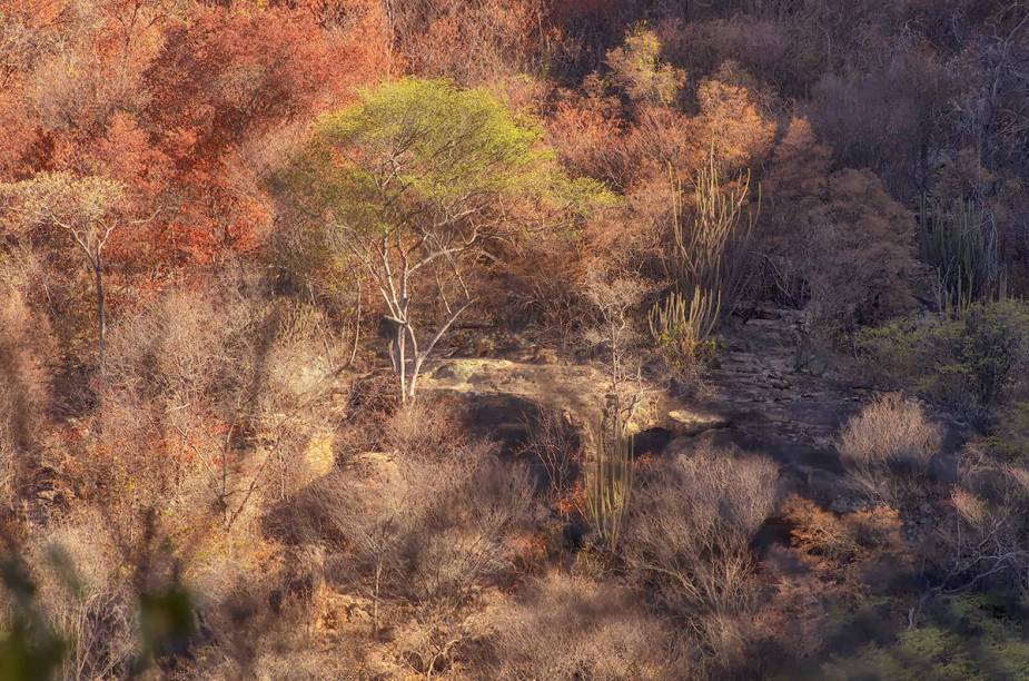 A vegetação do Parque Nacional da Serra da Capivara, no Piauí, é uma atração à parte