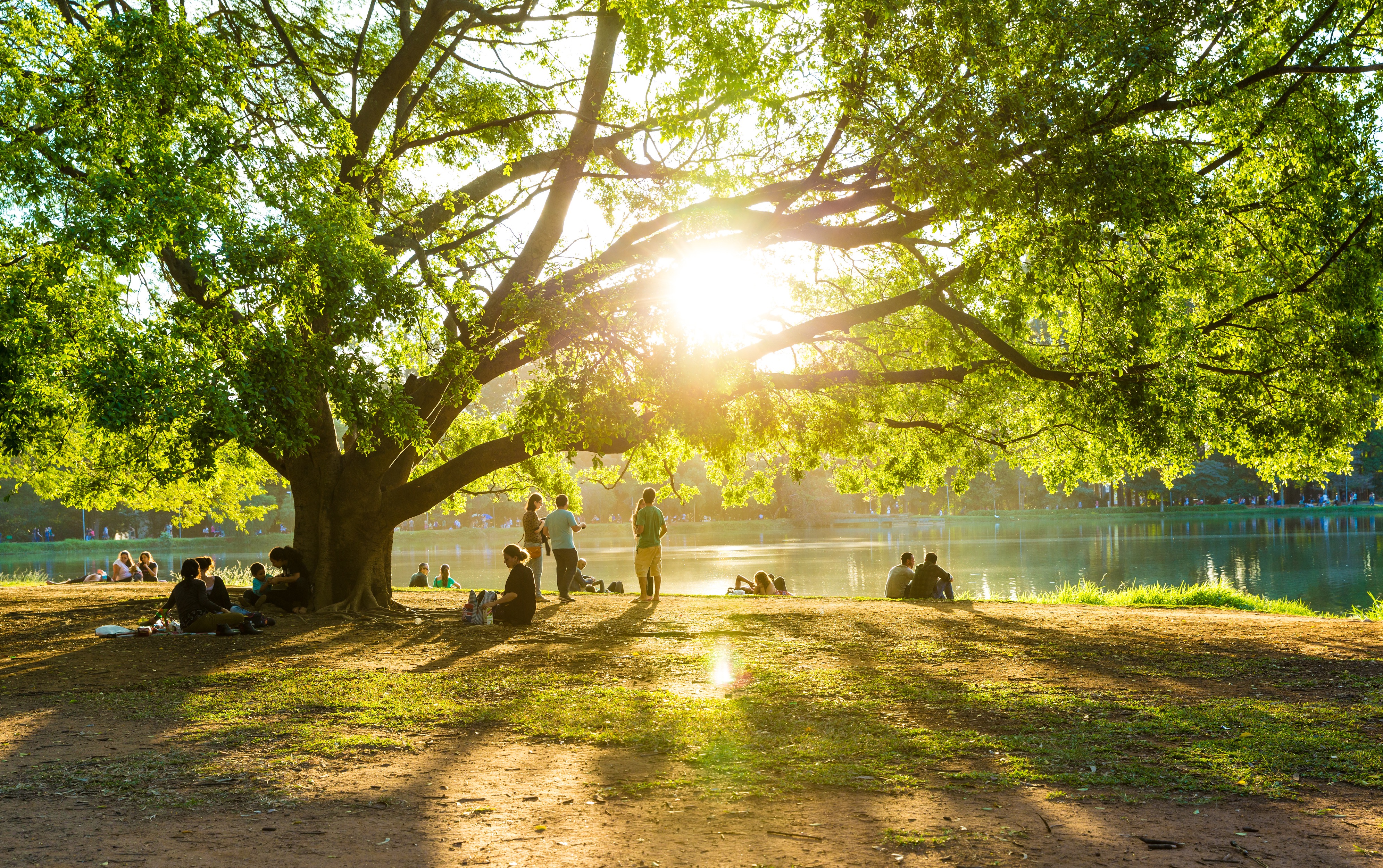 Pessoas descansam na grama sob árvore em tarde de sol no lago artificial do Parque do Ibirapuera em São Paulo, Brasil