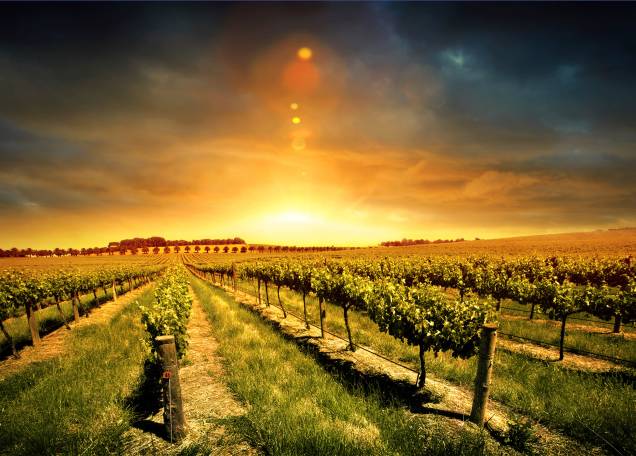 O Vale Barossa, localizado a 86 quilômetros de Adelaide, é a mais famosa região produtora de vinho do estado O Vale Barossa, localizado a 86 quilômetros de Adelaide, é a mais famosa região produtora de vinho do estado
