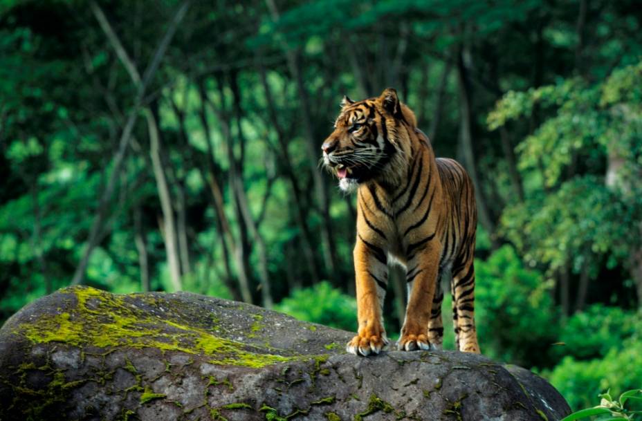 O menor de todos de sua espécie, o tigre de sumatra (<em>Panthera tigris sumatrae</em>) hoje sobrevive com uma população de apenas algumas centenas de exemplares. Seus primos indonésios, os tigres de Java e Bali, foram extintos recentemente, no século 20