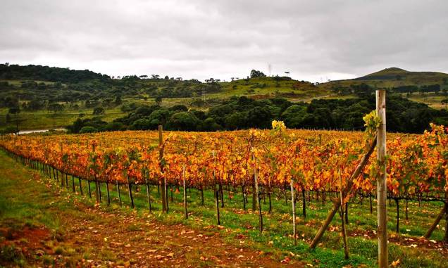 <strong><a href="https://www.villaggiobassetti.com.br/" rel="32. Villaggio Bassetti" target="_blank">32. Villaggio Bassetti</a> (<a href="https://viajeaqui.abril.com.br/cidades/br-sc-sao-joaquim" rel="São Joaquim" target="_self">São Joaquim</a>, <a href="https://viajeaqui.abril.com.br/estados/br-santa-catarina" rel="Santa Catarina" target="_self">Santa Catarina</a>, <a href="https://viajeaqui.abril.com.br/paises/brasil" rel="Brasil" target="_self">Brasil</a>) </strong> A receptividade é o forte dessa vinícola, marcada por vinhos bem produzidos. São dois hectares para uvas Merlot e dois de Cabernet Sauvignon, com resultado final bem satisfatório. A degustação acompanha refeições, com boas harmonizações que incluem Rosé com quejo colonial ou Sauvignon Blanc com truta, por exemplo. A sensação que os anfitriões deixam no visitante é o de pertencer ao lugar e às belas paisagens no entorno. <strong><a href="https://www.villaggiobassetti.com.br/" rel="32. Villaggio Bassetti" target="_blank">32. Villaggio Bassetti</a> (<a href="https://viajeaqui.abril.com.br/cidades/br-sc-sao-joaquim" rel="São Joaquim" target="_self">São Joaquim</a>, <a href="https://viajeaqui.abril.com.br/estados/br-santa-catarina" rel="Santa Catarina" target="_self">Santa Catarina</a>, <a href="https://viajeaqui.abril.com.br/paises/brasil" rel="Brasil" target="_self">Brasil</a>) </strong> A receptividade é o forte dessa vinícola, marcada por vinhos bem produzidos. São dois hectares para uvas Merlot e dois de Cabernet Sauvignon, com resultado final bem satisfatório. A degustação acompanha refeições, com boas harmonizações que incluem Rosé com quejo colonial ou Sauvignon Blanc com truta, por exemplo. A sensação que os anfitriões deixam no visitante é o de pertencer ao lugar e às belas paisagens no entorno.