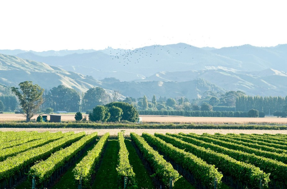 As vinícolas da região de Gisborne são conhecidas pela produção do chardonnay de alta qualidade