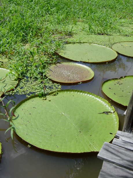 Além do encontro das águas, o Parque Ecológico do Janauari guarda outras atrações, como o passeio para conhecer os igapós, igarapés e vitórias-régias, as quais aparecem entre dezembro e junho