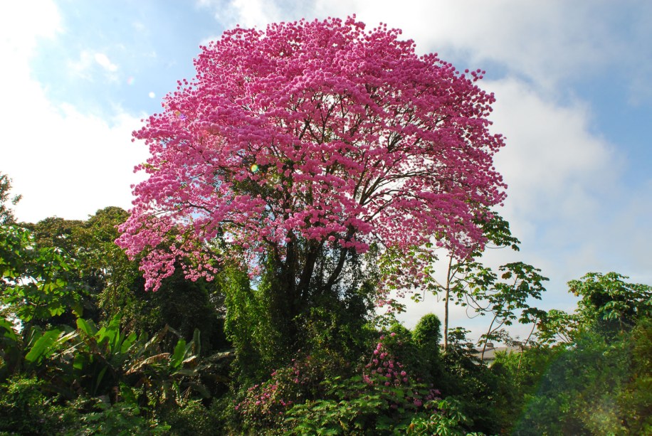 Ipê roxo no Acre