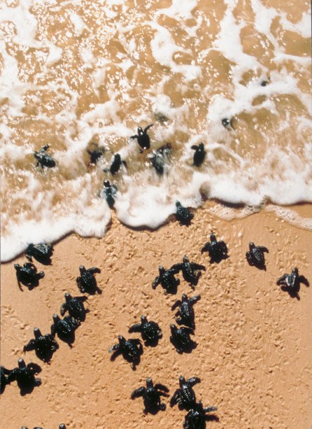 Filhotes de tartaruga do Projeto Tamar, em Arembepe, na Bahia