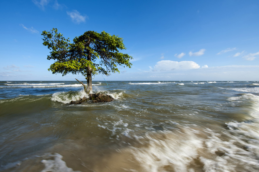 Árvore na maré alta, Ilha de Marajó, Pará