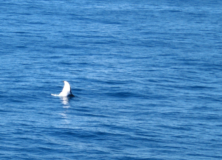 baleia-abrolhos-marcusrg