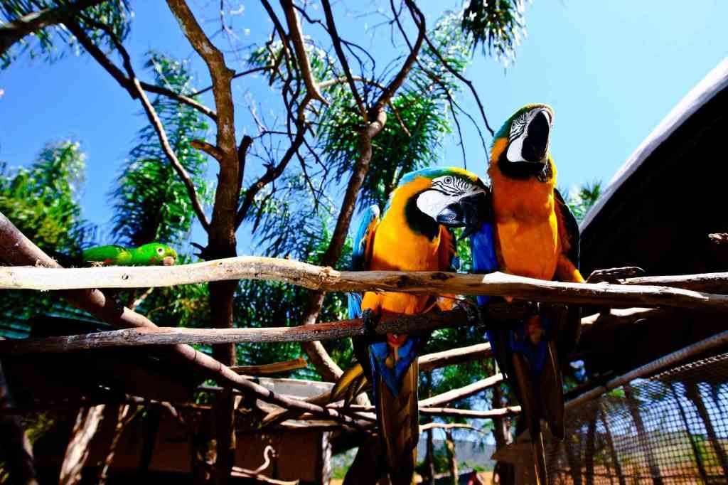 É assim no Oscar Inn, resort do ex-beque da Seleção canarinho em Águas de Lindoia / Divulgação