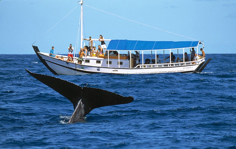 Conhecidas pelo seu temperamento dócil, saltos acrobáticos e melodias de cortejo, as Baleias Jubarte procuram as águas quentes, tranquilas e profundas do litoral sul da Bahia, de julho a novembro, para dar à luz a um único filhote. O Instituto Baleia Jubarte, além de rastrear e proteger os animais, normatiza o turismo de observação - que pode ser feito a partir de Cumuruxatiba ou da Praia do Forte