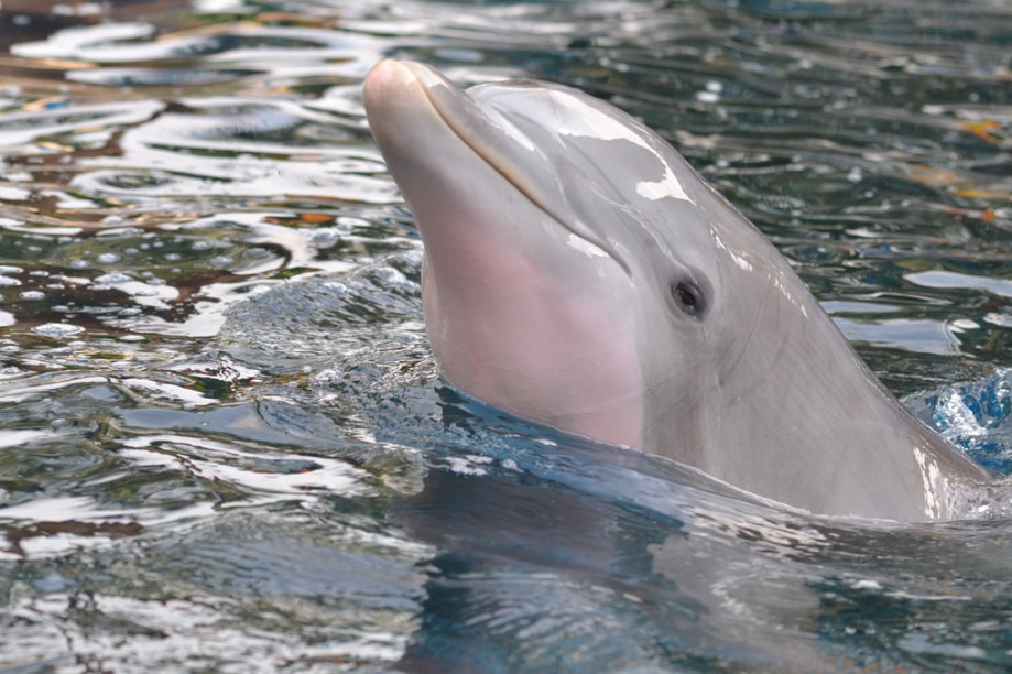 Golfinho em apresentação do SeaWorld