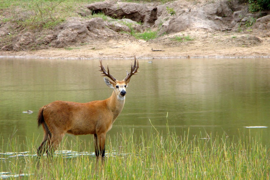 Maior espécie de cervídeo da América do Sul, o cervo-do-pantanal (<em>Blastocerus dichotomus</em>) vive em áreas alagadas com até meio metro de profundidade. Possui um casco característico com membranas interdigitais que é muito útil para distribuir o peso do animal sobre o solo lamacento e ainda ajuda na natação