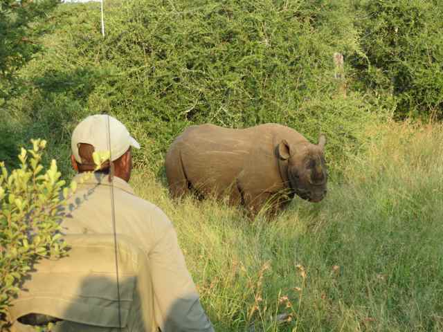 Momento off-road, cara a cara com o rinoceronte, na reserva privada do Royal Malewane
