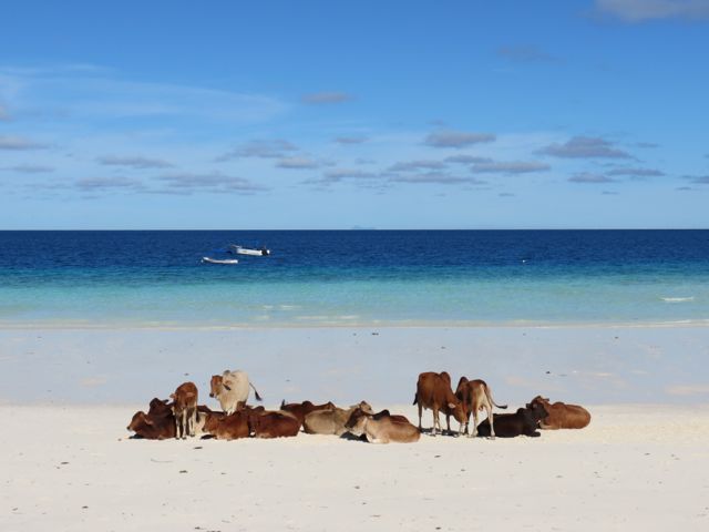 Vacas pegando uma praia: só em Zanzibar