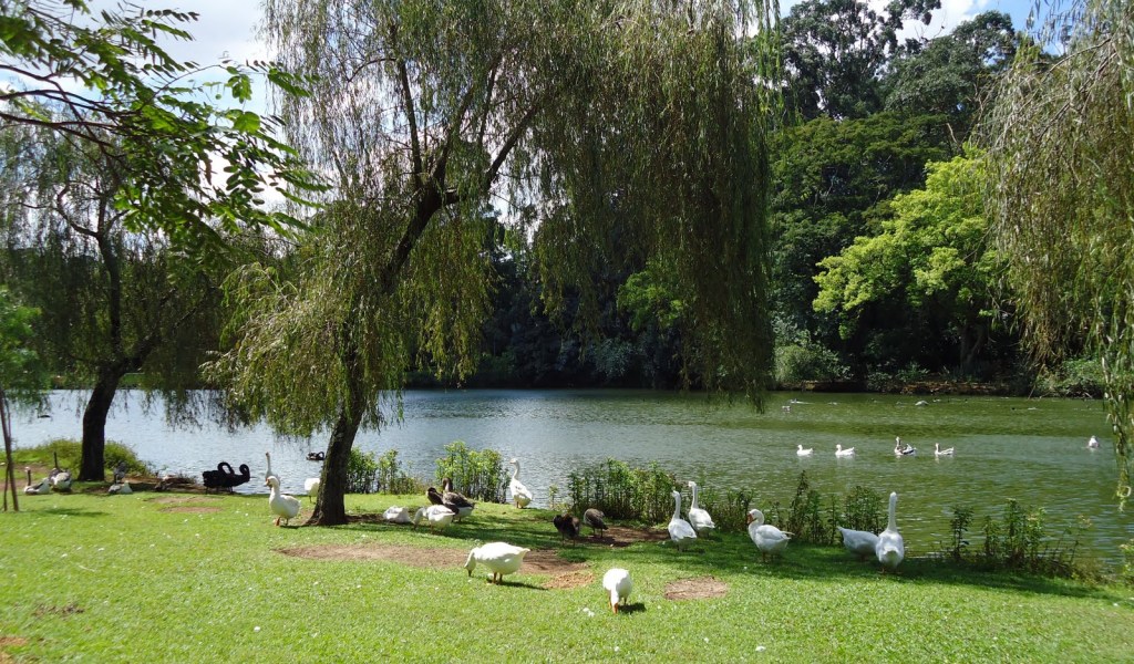 Lago no Ibirapuera / Foto Divulgação