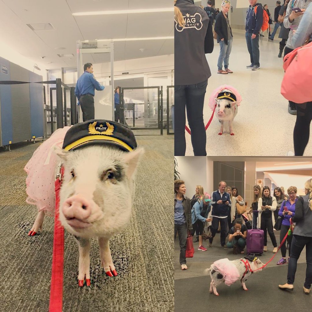 Fotos do primeiro dia de trabalho da Lilou. Lacrou! (foto: Instagram/@lilou_sfpig)