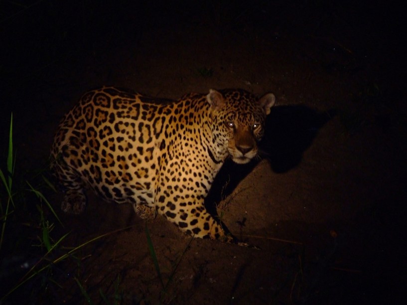 Onça-pintada vista durante passeio de observação de animais na Fazenda San Francisco, no Pantanal Sul