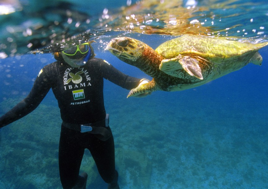 Há mais de 30 anos o Projeto Tamar monitora e protege as tartarugas marinhas no litoral brasileiro. A principal sede do projeto está na Praia do Forte, na Bahia, e pode ser visitada