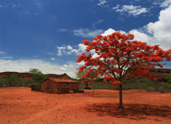 Sertão do Brasil