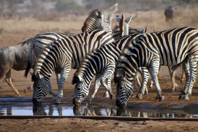 zebras – kruger national park – nelspruit – africa do sul