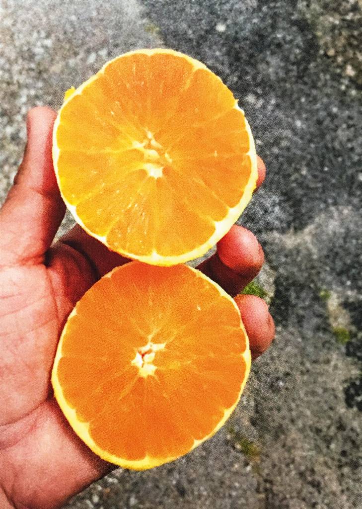 Uma mão dispõe duas laranjas para a foto