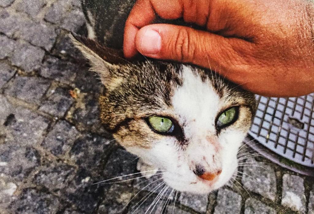 A mão do fotógrafo acaricia a cabeça de um gato, dócil, em uma rua de paralelepípedos de pedra