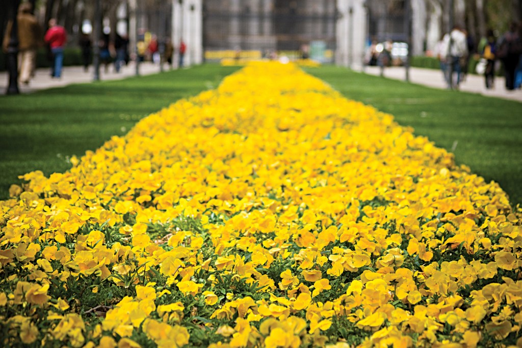 Yellow pansies flower bed