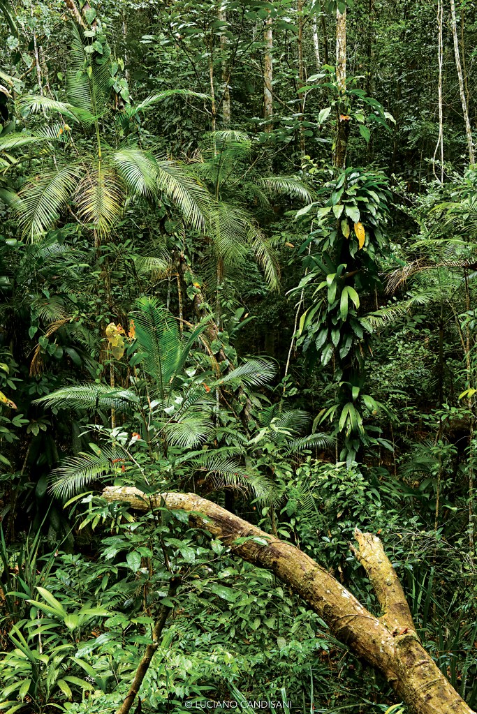 Vista da mata fechada, com cerca de vinte tipos diferentes de plantas