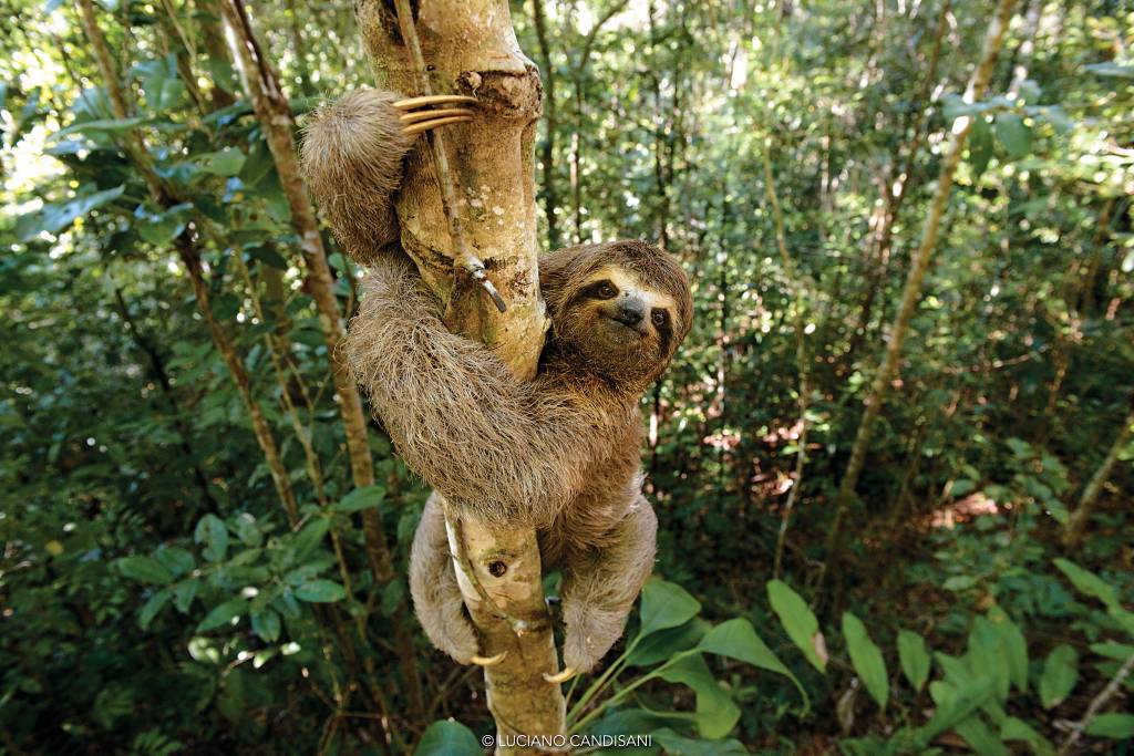 Um bicho-preguiça olhando para a câmera, esalando verticalmente um tronco não muito grosso de árvore em meio à mata