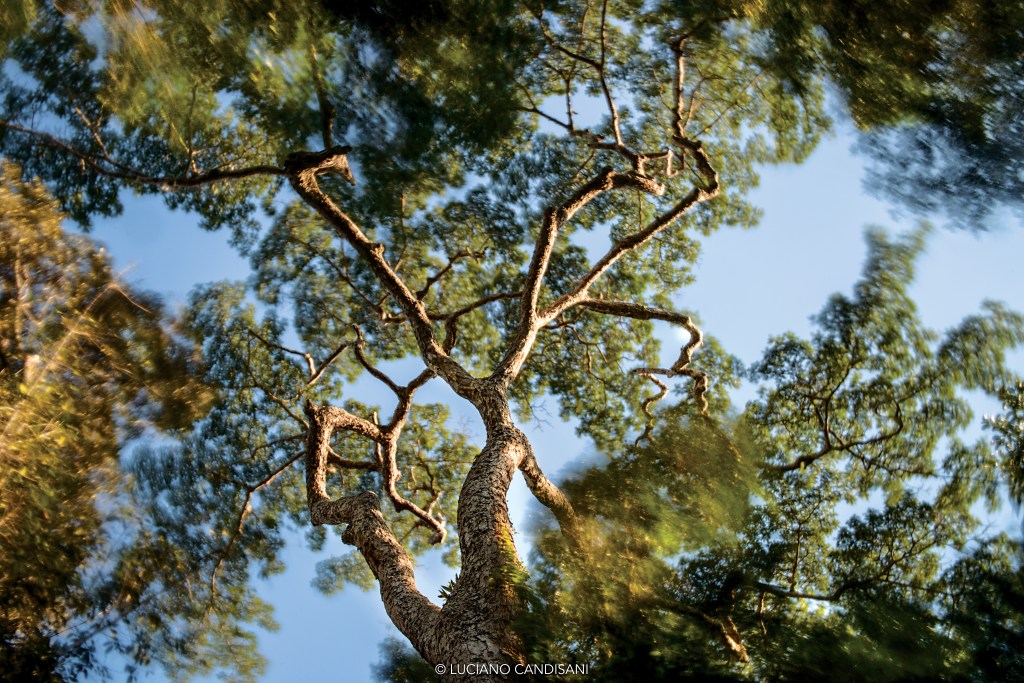 Árvore vista de baixo, com as folhagens das árvores ao redor borradas