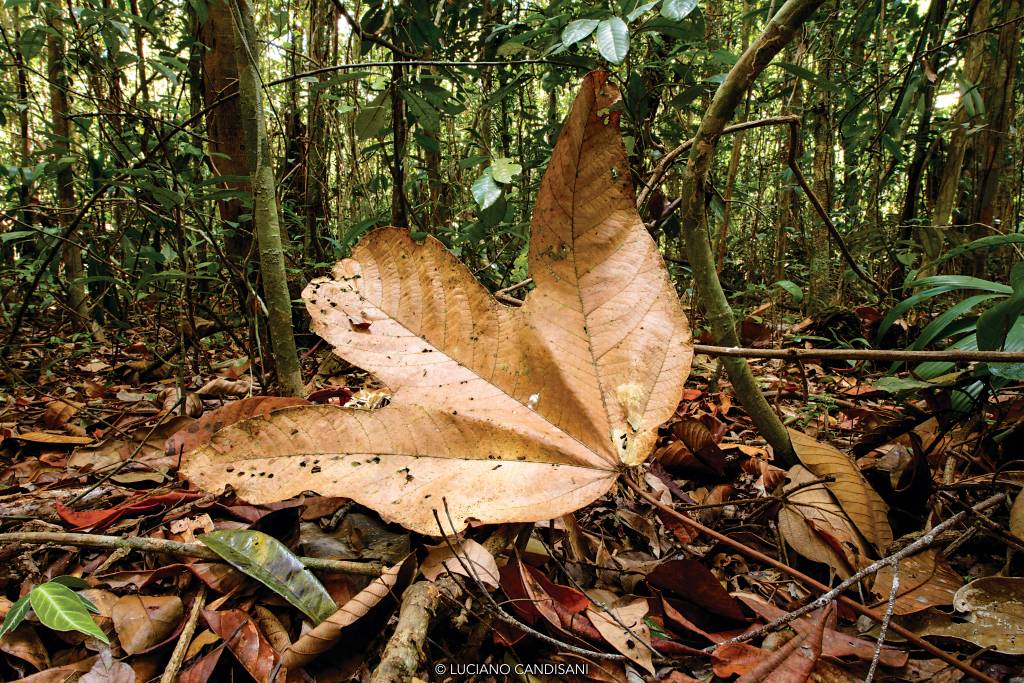 Folha seca de três pontas do tamanho de uma mão em primeiro plano, com densa floresta tropical atrás e ao redor