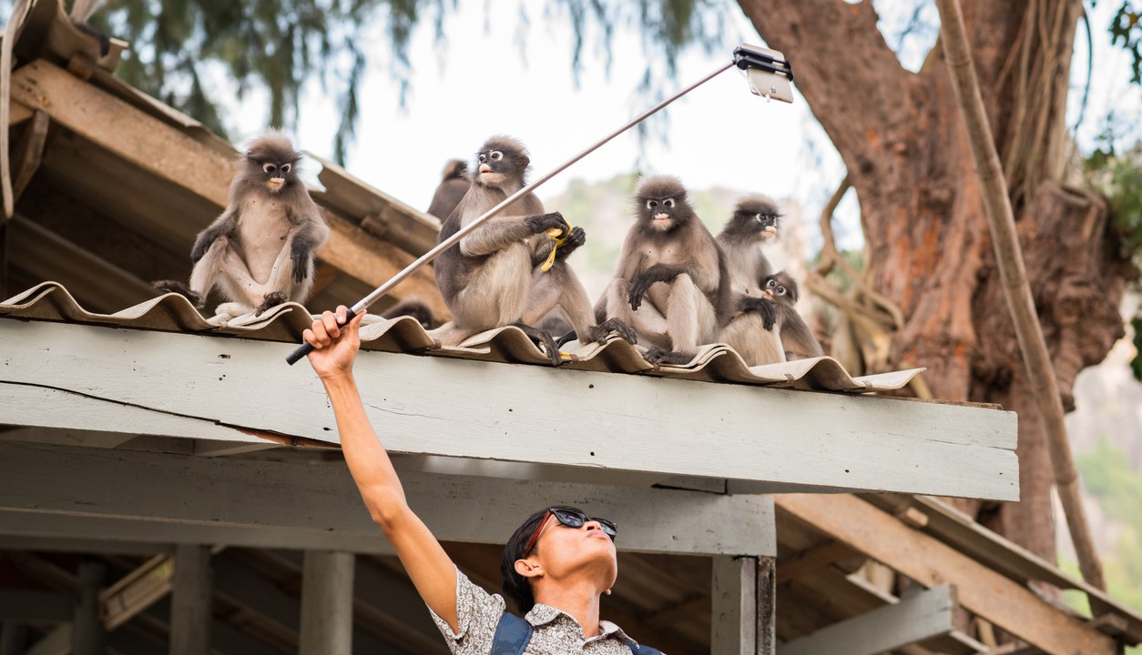 Garoto faz selfie com macacos na Tailândia