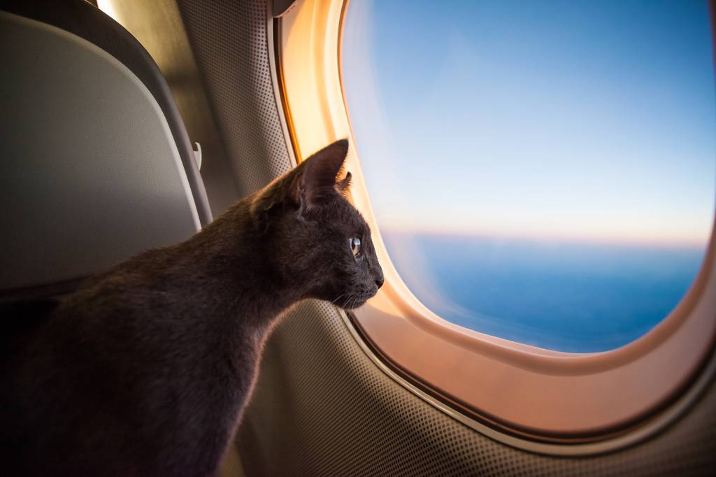 Gato voando de avião