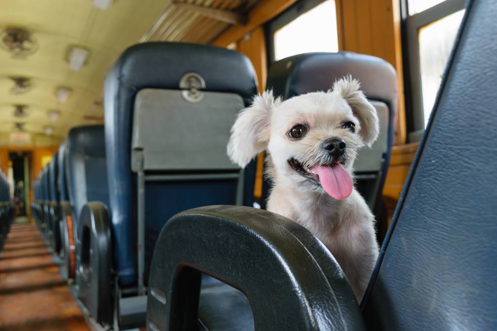 Cachorro de trem