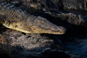 Crocodilo no Chobe