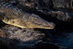 Crocodilo no Chobe