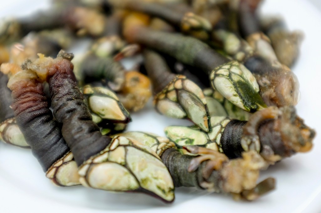 Percebes: aparência medonha e sabor supreendente