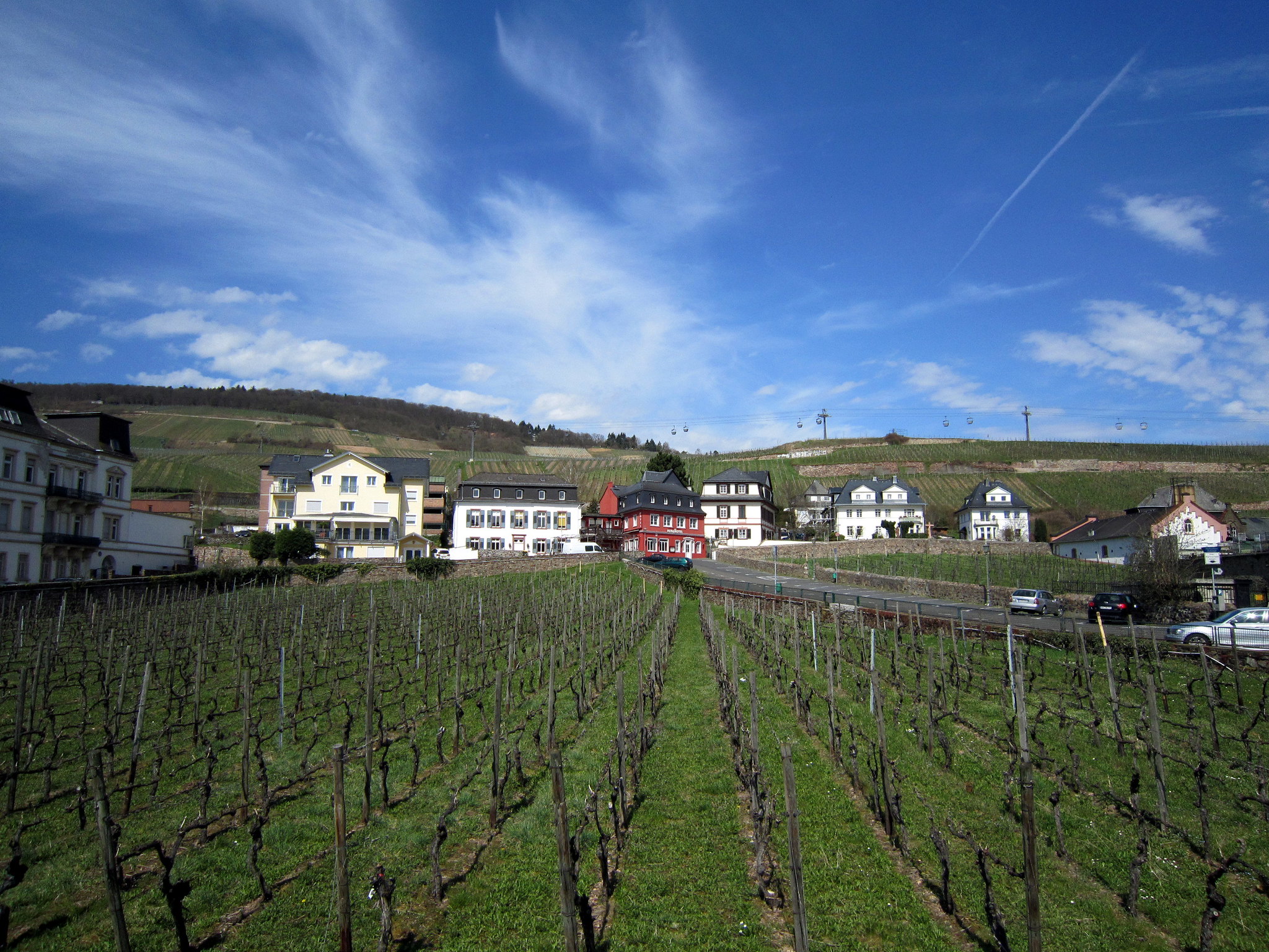 Vinhedo, Rüdesheim am Rhein, Alemanha Vinhedo, Rüdesheim am Rhein, Alemanha