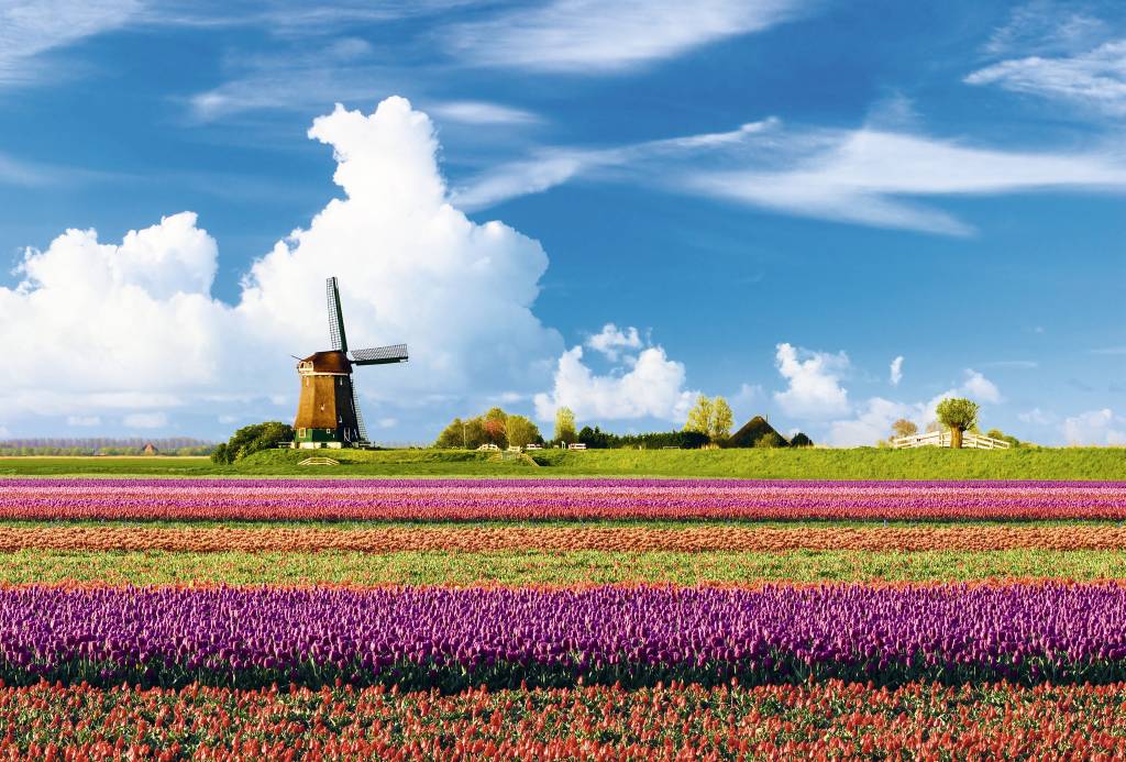 Primavera na Holanda Primavera na Holanda