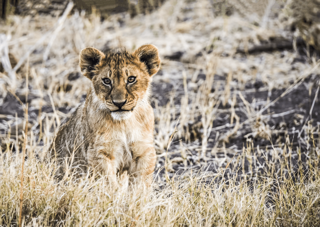 Leão à solta no Kruger National Park, África do Sul