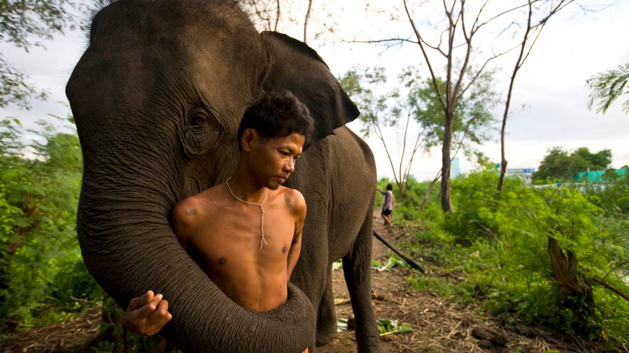 Elefante, Tailândia