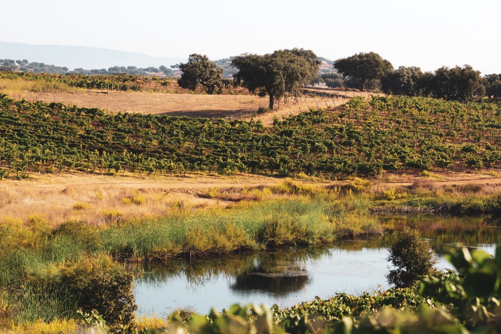 A imagem é uma foto dos vinhedos da Casa Relvas, no coração do Alentejo. É possível notar as vinhas, a vegetação e um pequeno lago. A foto é predominantemente cheia de tons marrons e verdes.