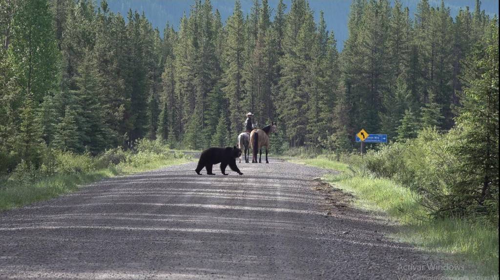 Um dos encontros de Filipe com ursos-pardos no caminho
