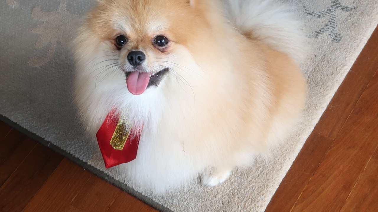 Cão com gravata de feliz Natal