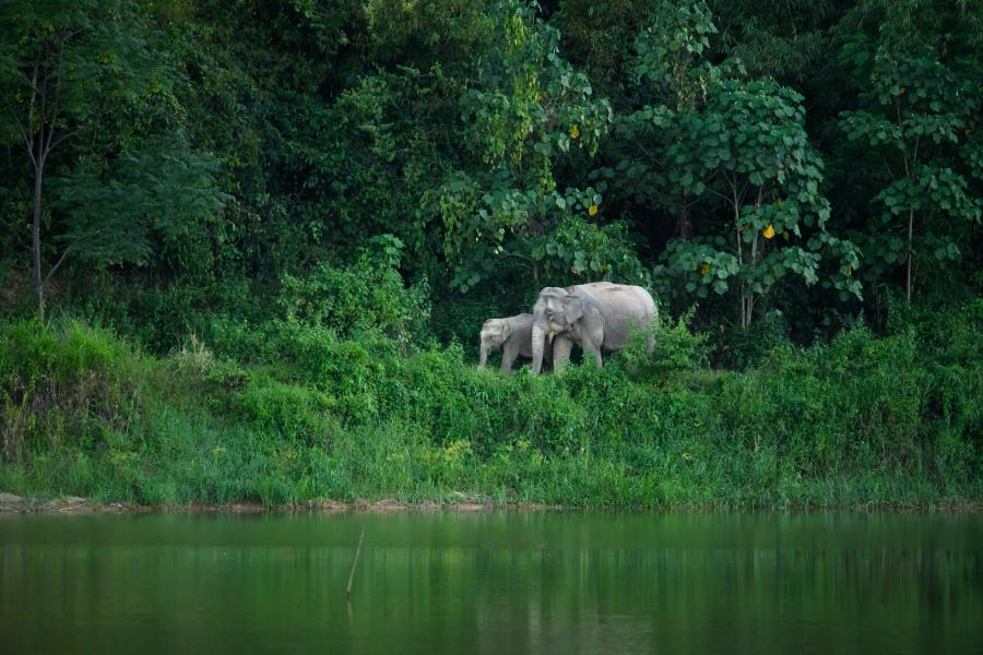 Elefantes Asiáticos no Parque Nacionald e Kaeng Krachan, na Tailândia
