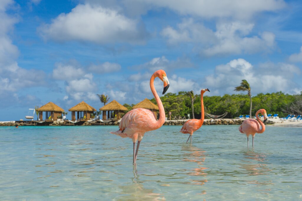 Flamingos, Renaissance Island, Aruba, Caribe